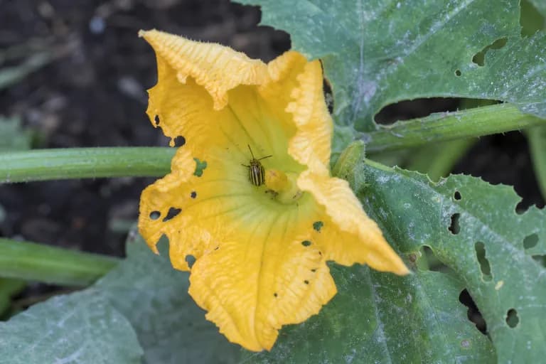 Cucumber Beetles