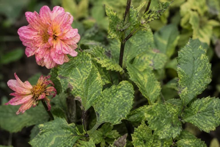 Dahlia Mosaic Virus