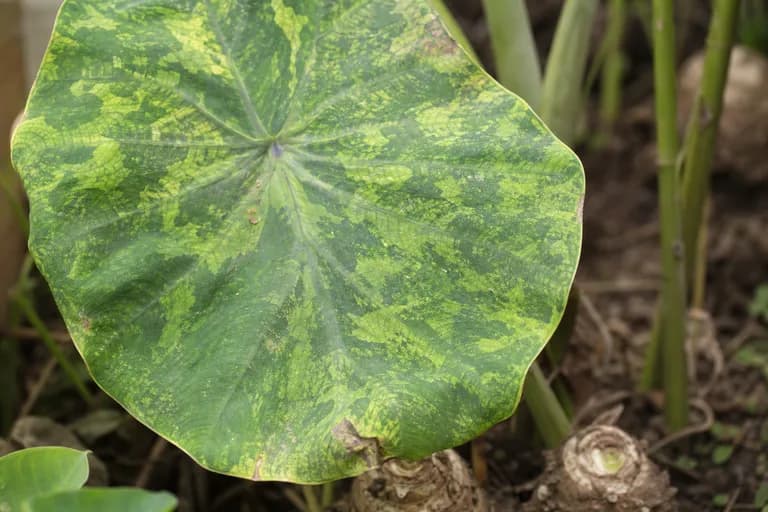 Pudrición del cormo (Pythium/Phytophthora)