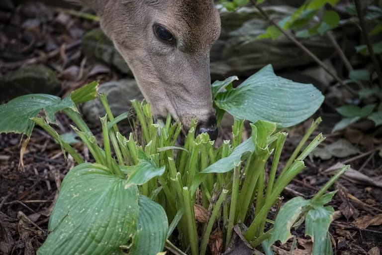 Deer Browsing