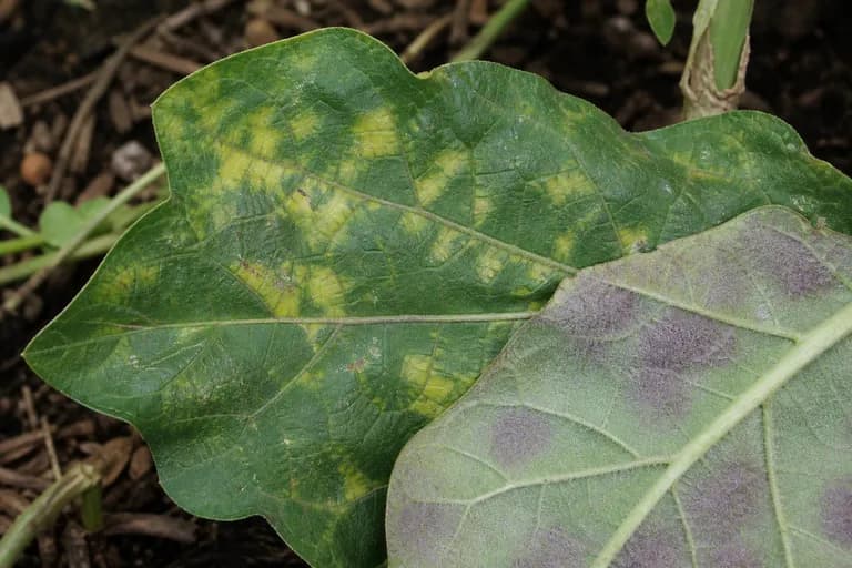 Downy Mildew