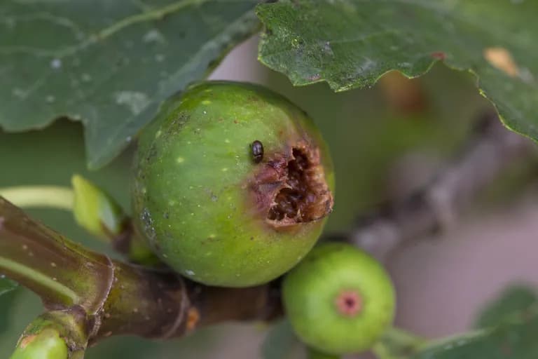 Dried Fruit Beetle