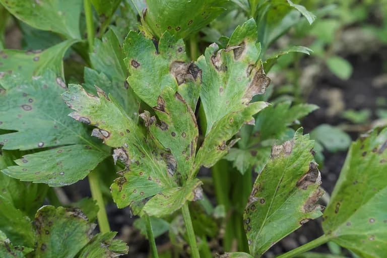Cercospora-Blattfleckenkrankheit