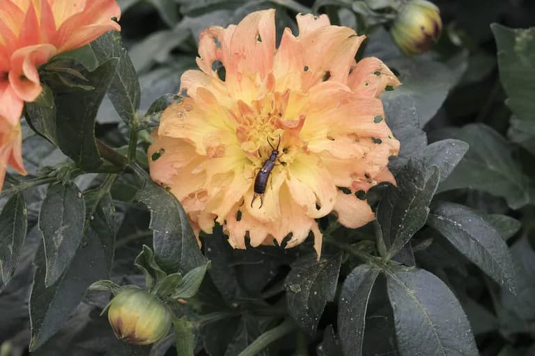 Earwigs