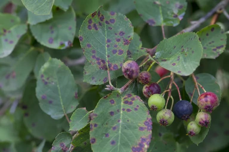 Entomosporium Leaf and Berry Spot