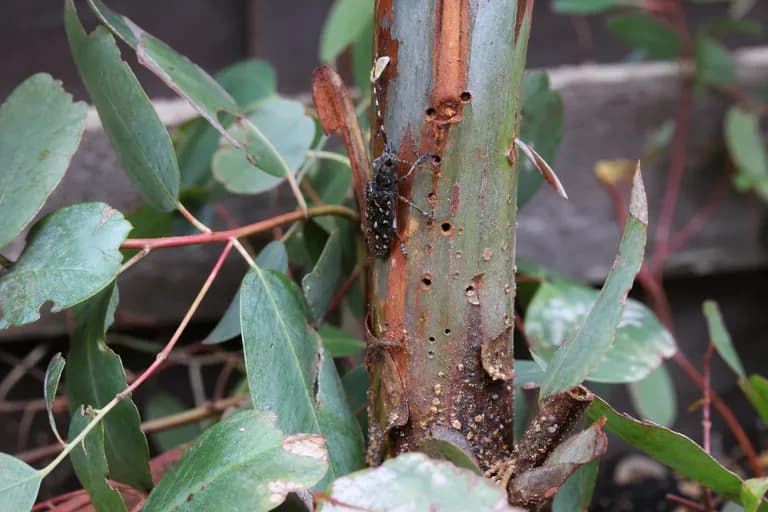 Eucalyptus Longhorned Borer