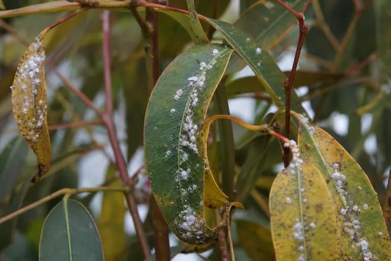 Eucalyptus Psyllid