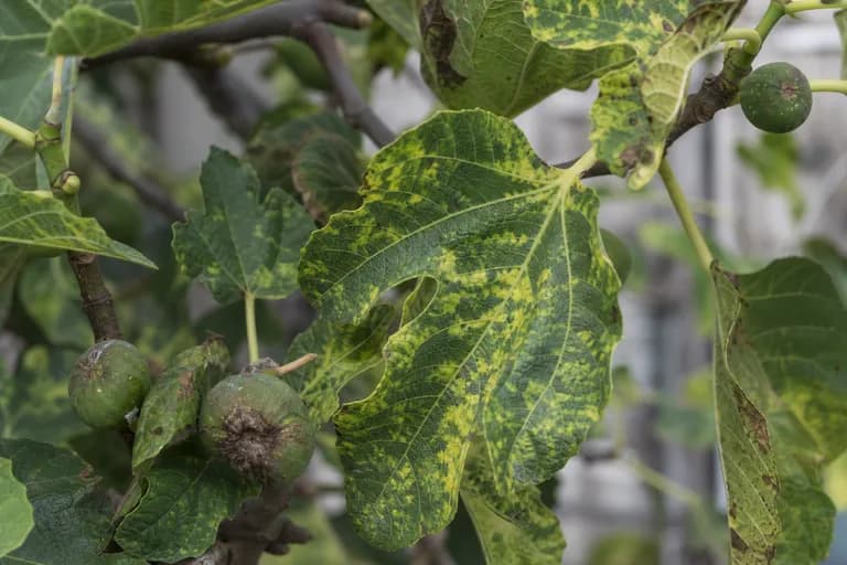 Fig Mosaic Virus
