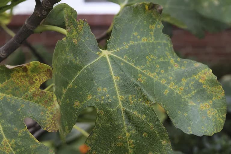 Fig Rust
