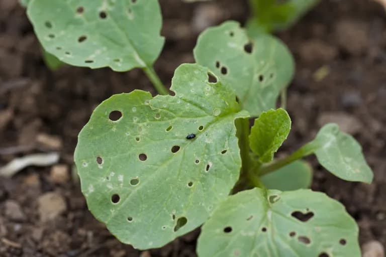 Flea Beetle