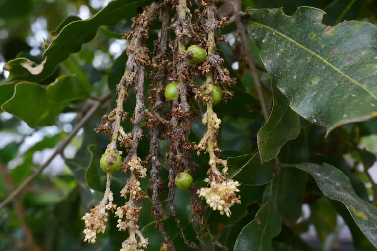 Blütenfäule (Botrytis)