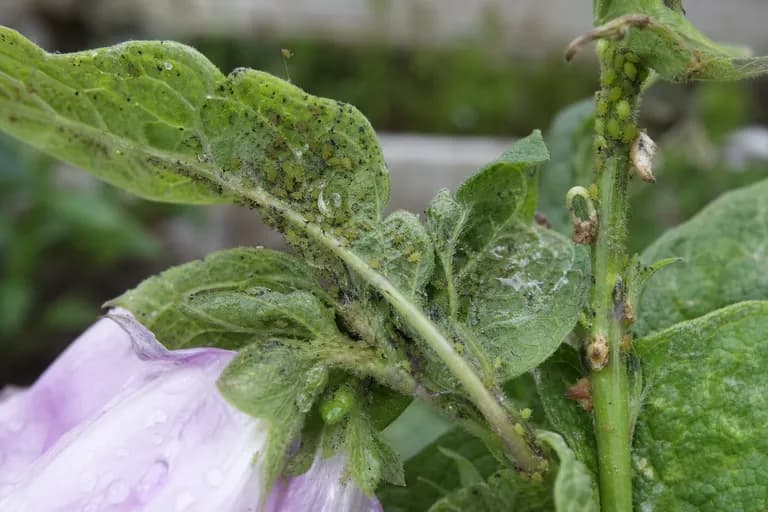 Foxglove Aphid