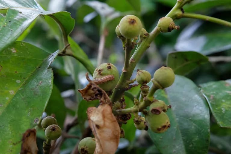 Fruchtbohrer