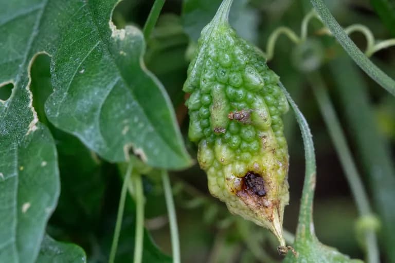 Mosca de la fruta