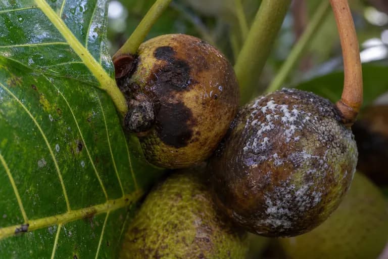 Pudrición del fruto