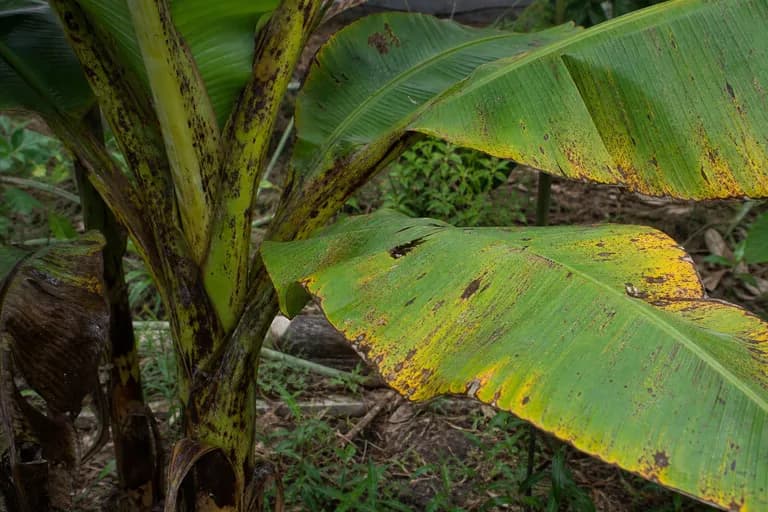 Fungal Leaf Spot
