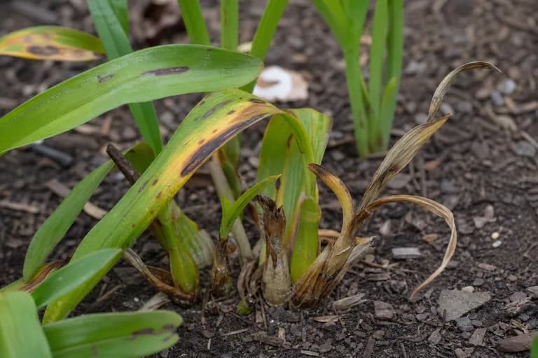 Pudrición del cormo por Fusarium