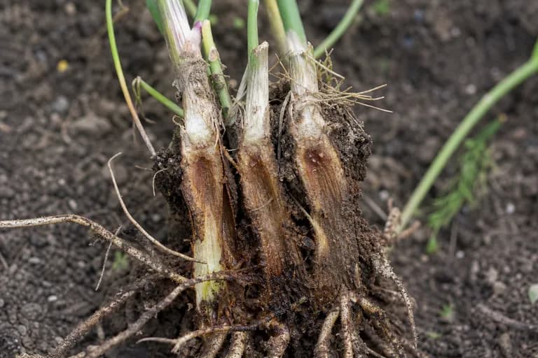 Fusarium Crown and Root Rot