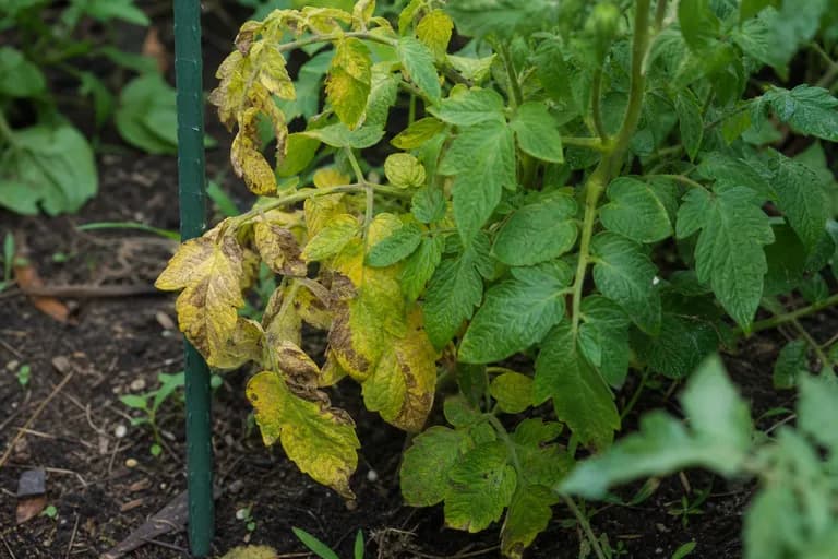 Fusarium Wilt
