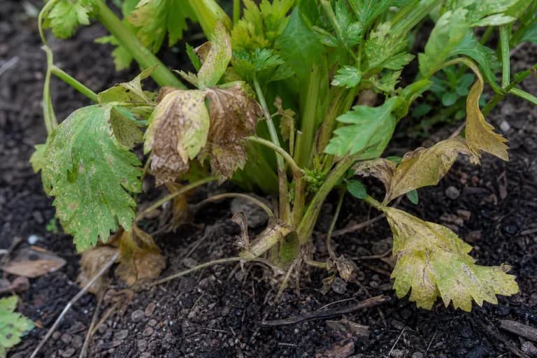 Fusarium-Welke