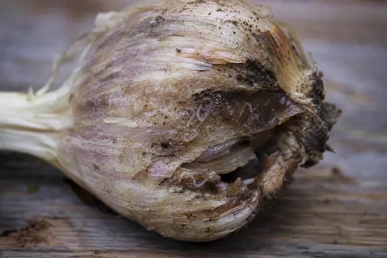 Knoblauch-Stängelälchen