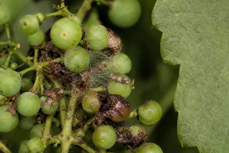 Grape Berry Moth