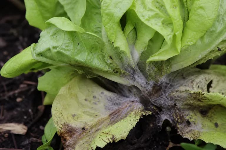 Gray Mold (Botrytis)