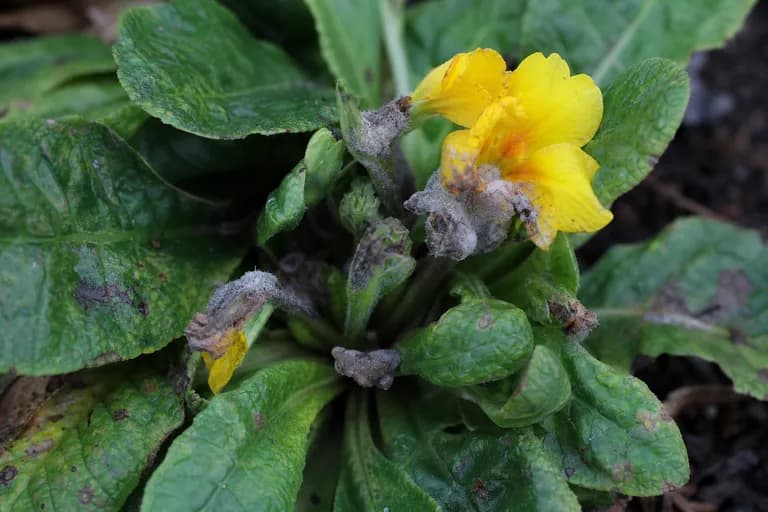 Grauschimmel (Botrytis)