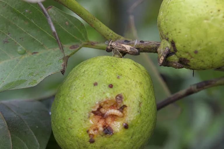 Polilla de la guayaba
