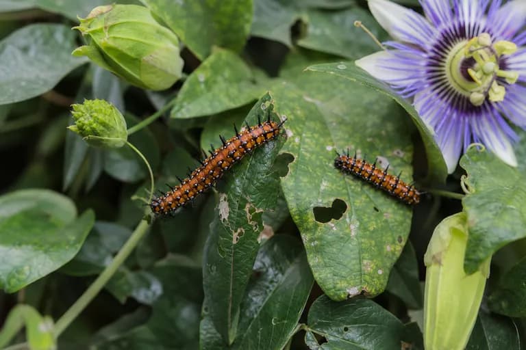 Passionsfalter-Raupen