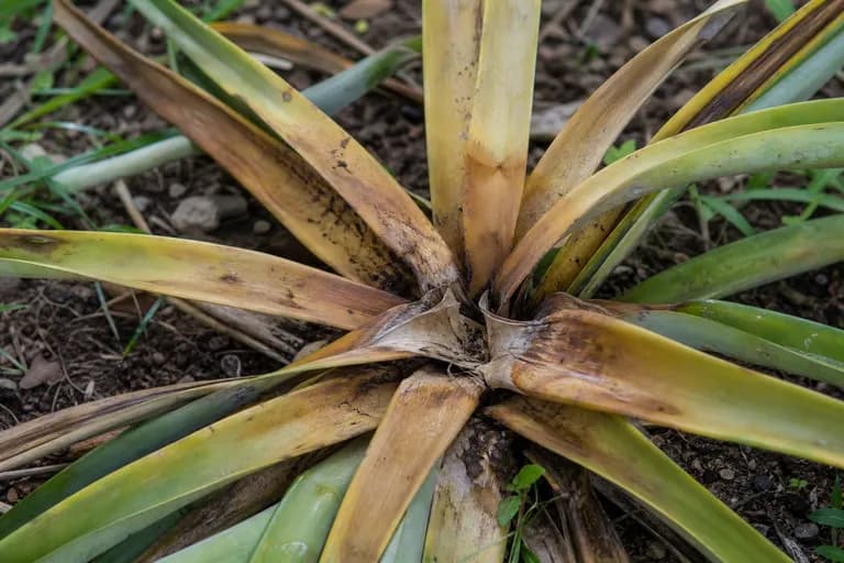 Pudrición del corazón (Phytophthora)