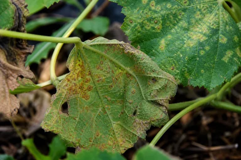 Hollyhock Rust