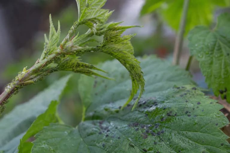 Hop Aphid