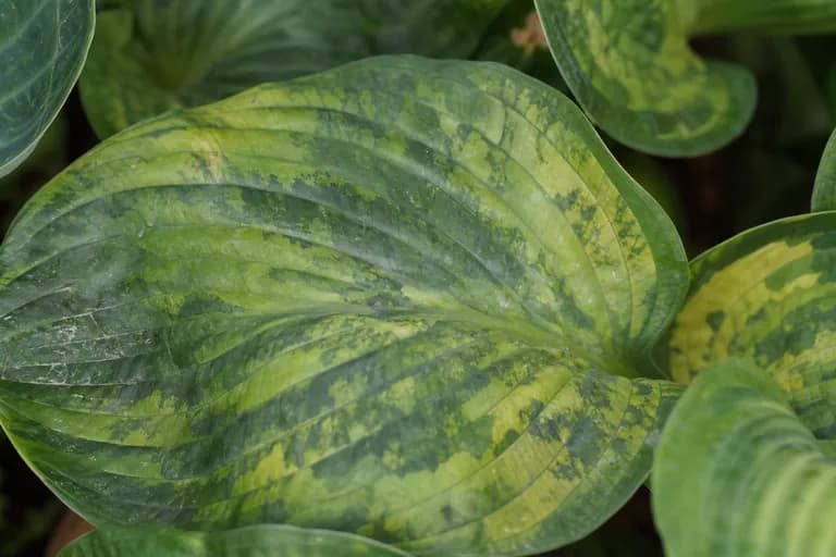 Hosta Virus X