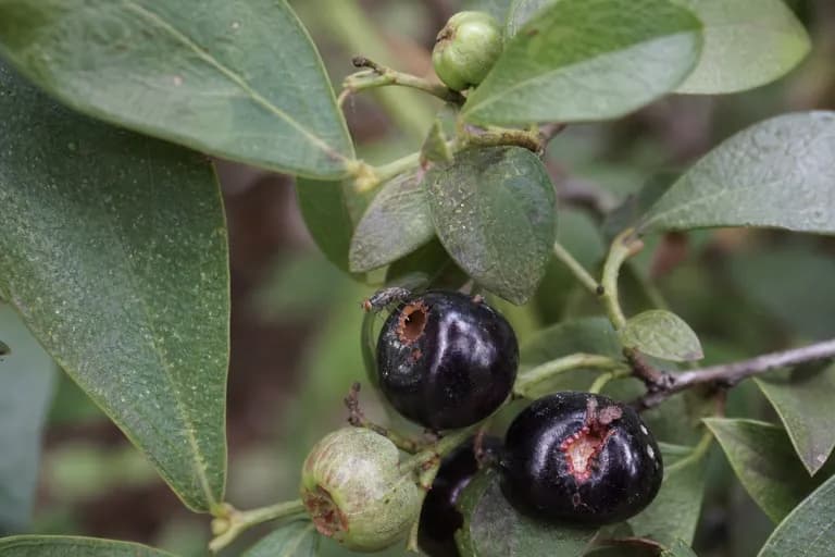 Huckleberry-Fruchtfliege