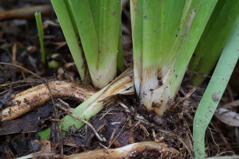 Iris Borer