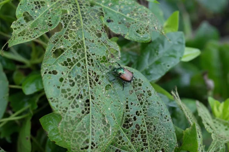 Japanese Beetles