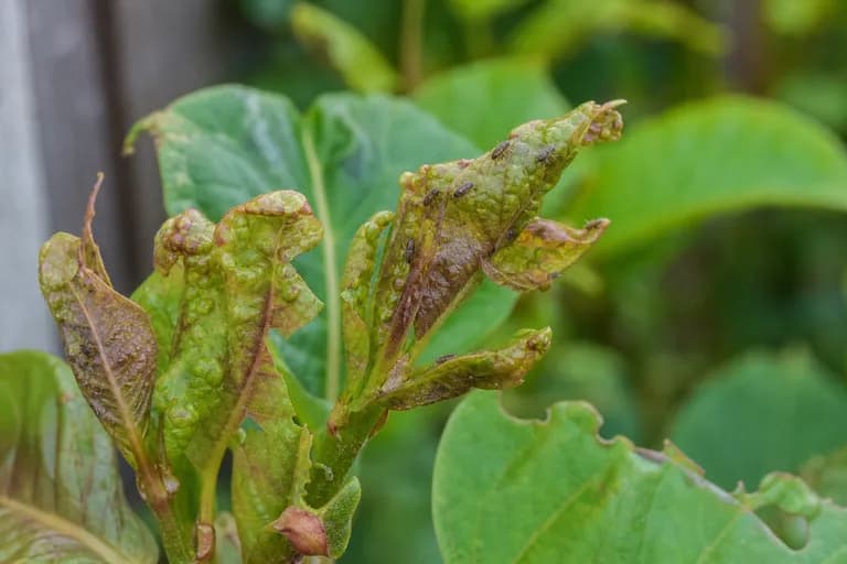 Pulgón del knotweed
