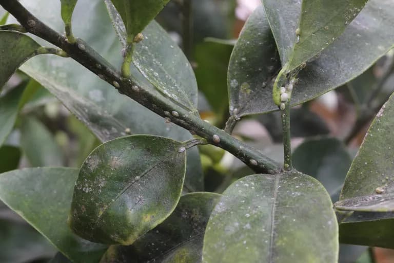 Kumquat-Schildläuse