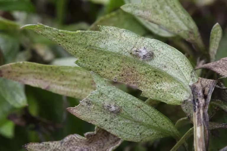 Lace Bugs