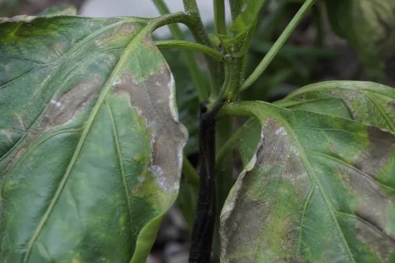 Late Blight