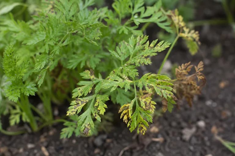 Tizón foliar