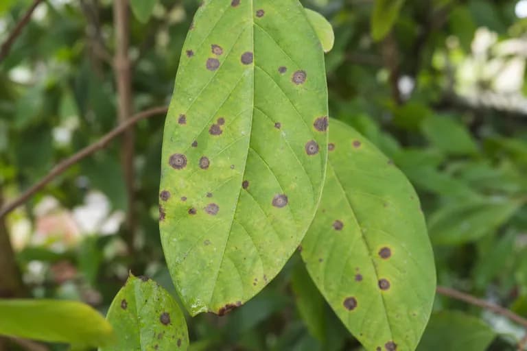 Leaf Spot (Cercospora)