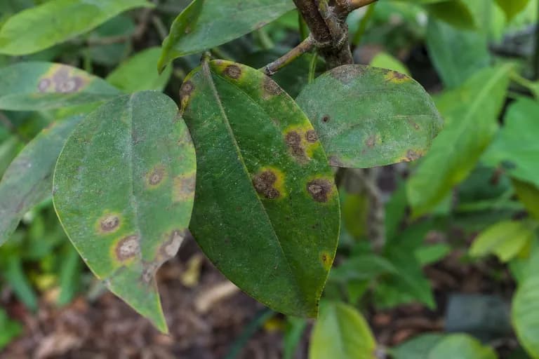 Mancha foliar