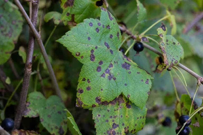 Mancha foliar (Drepanopeziza ribis)