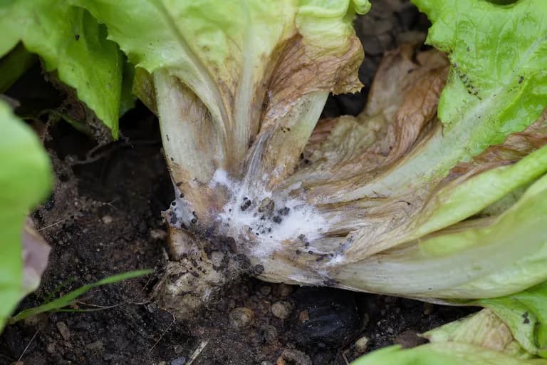 Lettuce Drop (Sclerotinia)