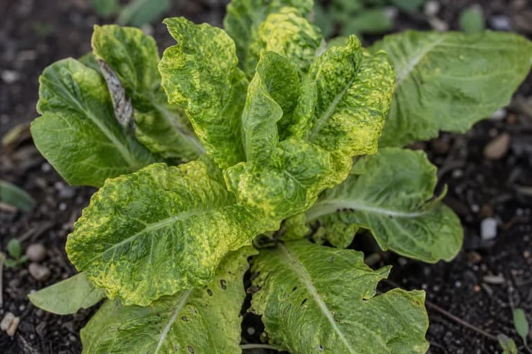 Mildiu velloso (Bremia lactucae)