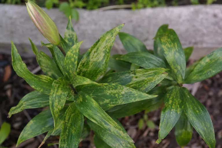 Lily Mosaic Virus