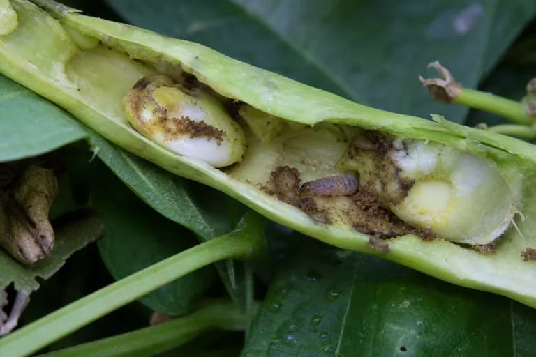 Lima Bean Pod Borer
