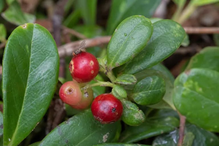 Mosca de la fruta del arándano rojo nórdico